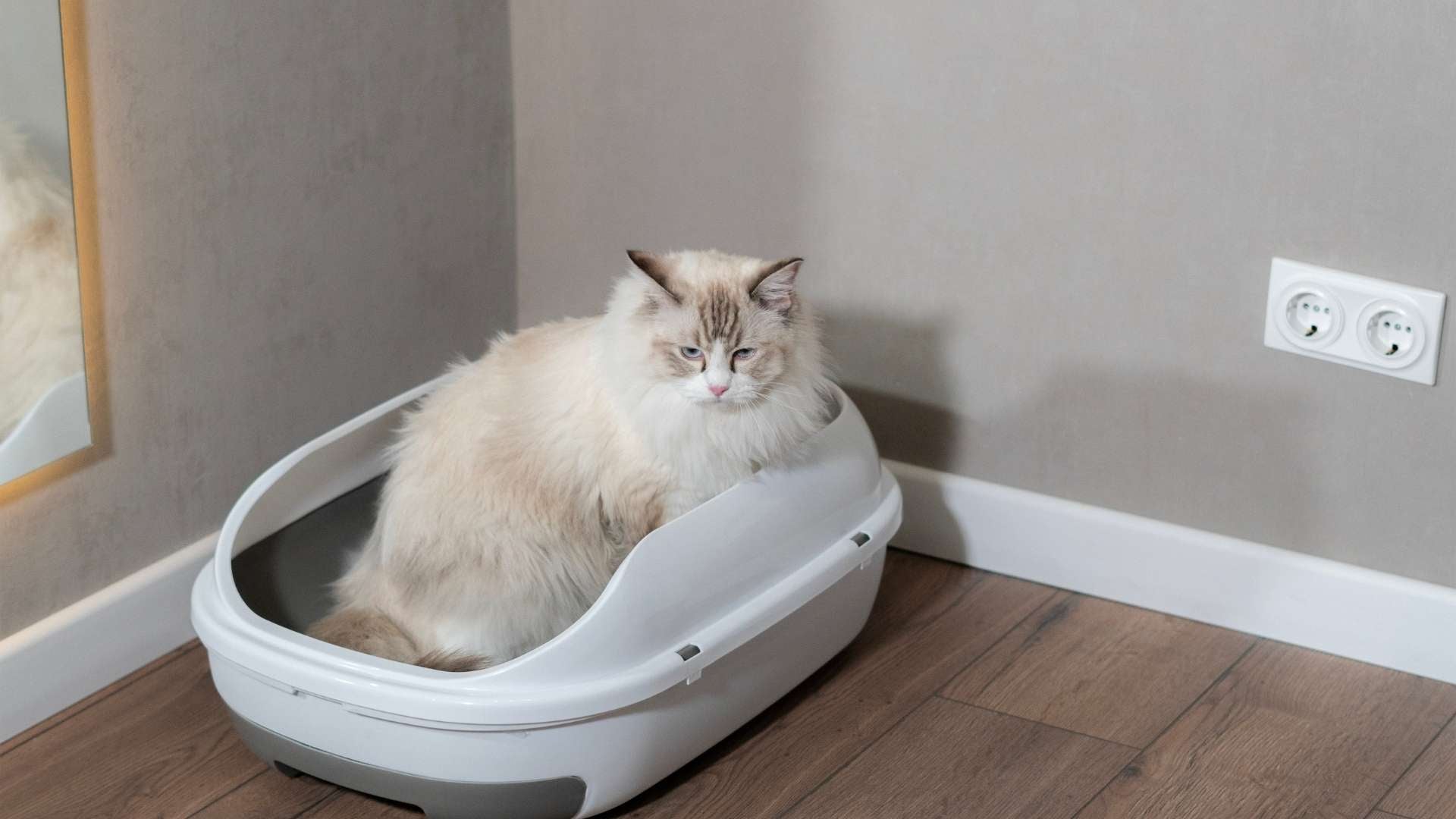 gato usando el arenero abierto